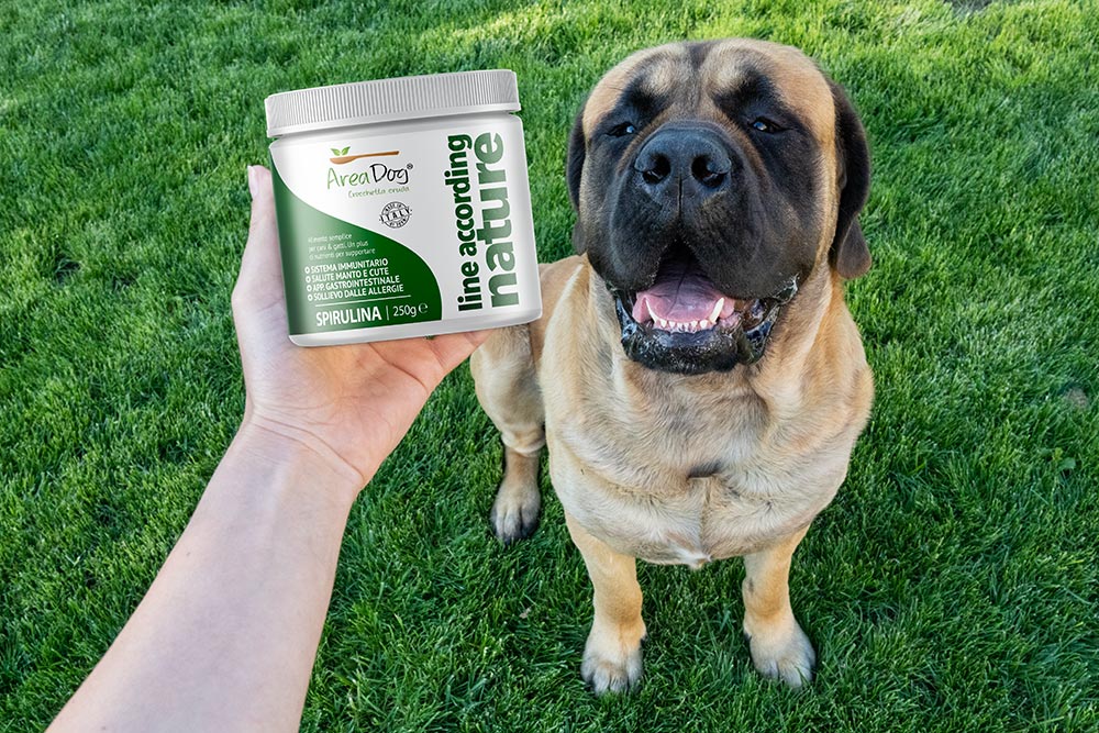 Polvere di Alga Spirulina