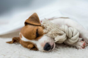 L’importanza del sonno nei cani