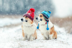 10 modi per coccolare il tuo pet in inverno!