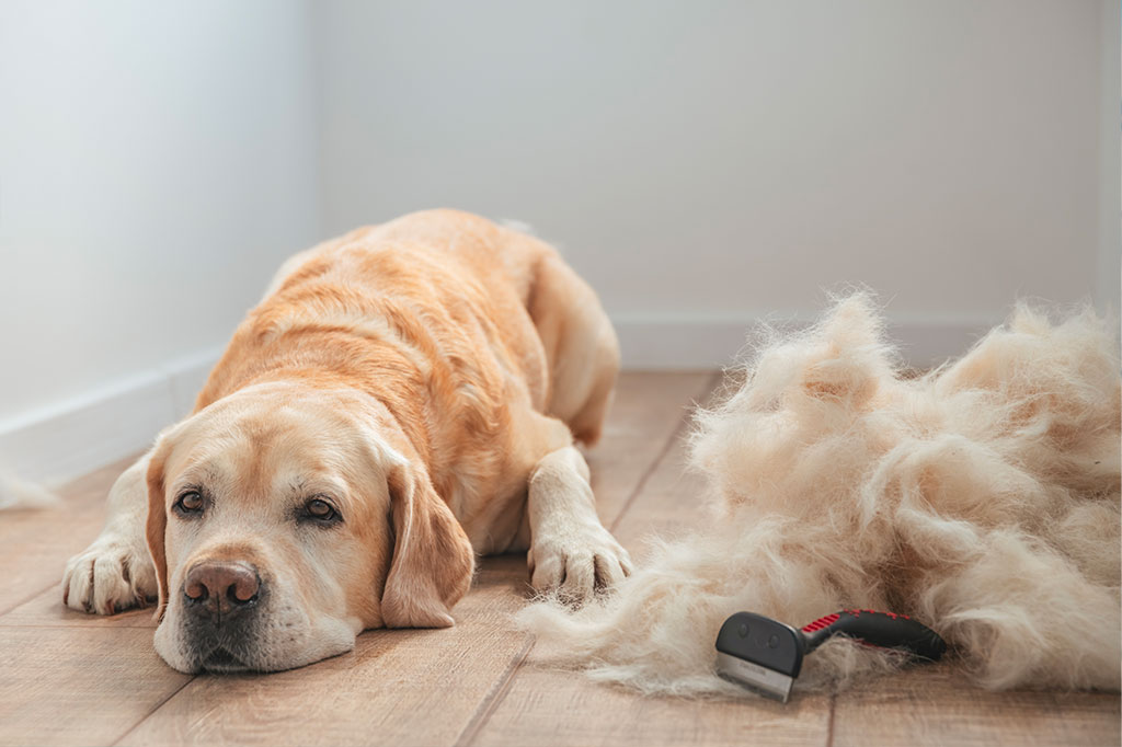 Il cambio del pelo è uguale in tutti i cani?
