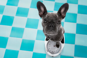 Obesità nei cani e gatti: un problema da non sottovalutare