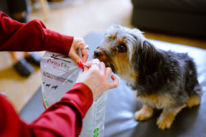 Cani e amore: affetto o sopravvivenza?