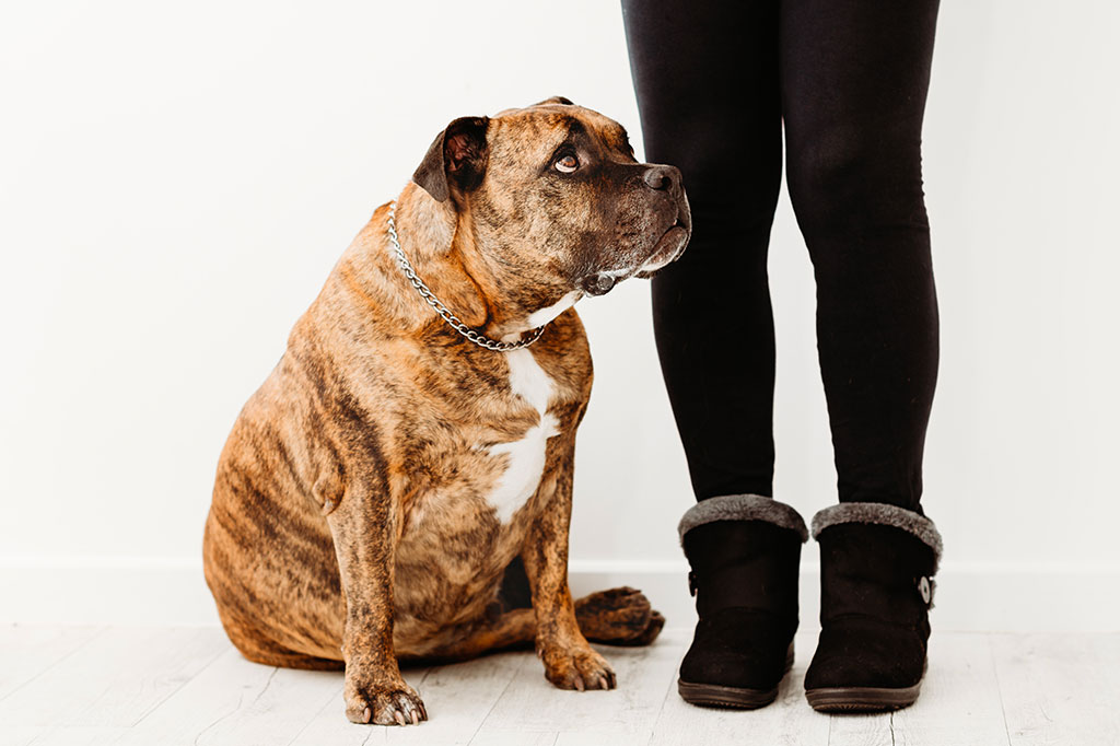 Le cause dell'obesità negli animali domestici