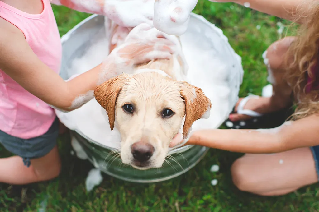 Lavare troppo il cane fa male? Lavare troppo il cane fa male?
